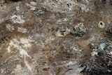 Polished Petrified Wood Slab - Nevada #166490-1